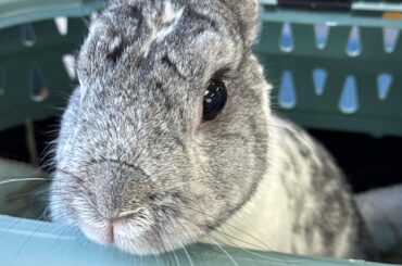 Before and after the vet came in