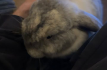 That’s right dada, you stroke me and I’ll chew more holes in your clothes 😊