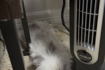 Just so happened to be watching this short when I looked over lol