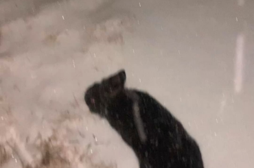 Took my buns Raisin and Felix in the snow a couple weeks ago.  Rayzee loved it but fifi gave me the feet flickys of dissatisfaction