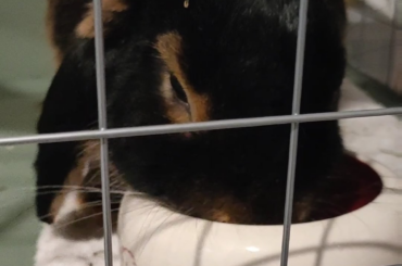 Bunny ASMR (🔊🔊🔊 all the way up)