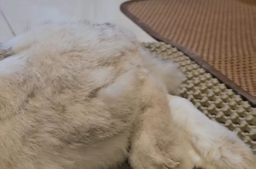 Behold: the Mighty Alps of bunland~