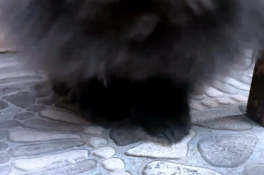 Noctis let me boop his snoot 🥹