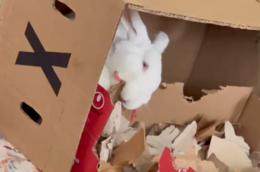 the humble cardboard shredder 📦🐇