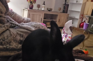 Just a rabbit eating his veggies