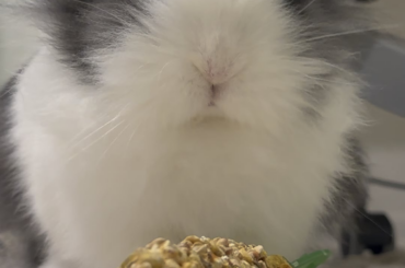 Cronch Cronch Cronch 🔊