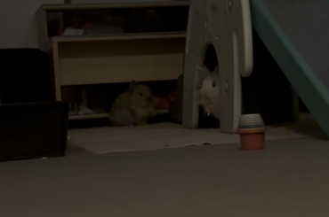 He likes this game😂💪🏾🐰