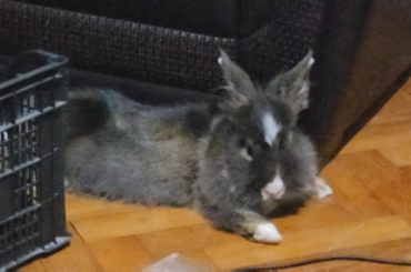 Does anyone's bunny breathe this fast?