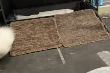 He has the zoomies 🥰