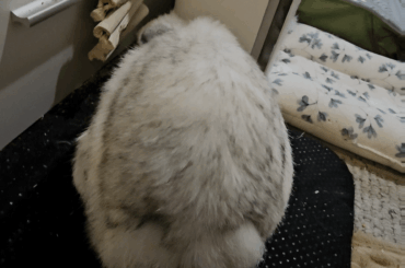 Momo wants to speak to the Manager. I got caught floof picking, but the end was satisfying