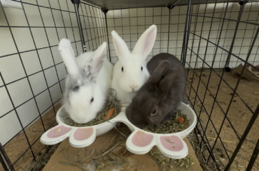 The trio: Day 2 AMSR alert