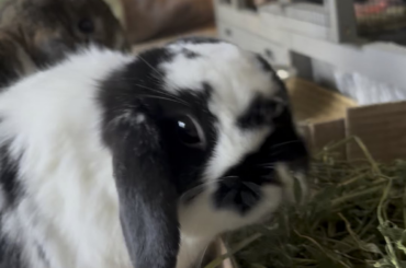 Breakfast with Algernon!