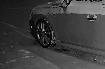 Cottontail Caught on Security Footage