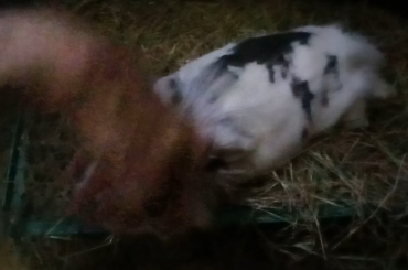 Scientific Documentation - Hybrid Matter State: Bunny Non-Newtonian Superfluid-Plasmasolid