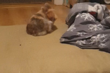 My baby girls love my futon more than I