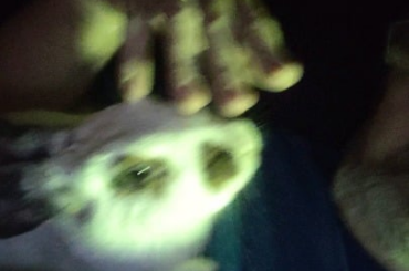 My sweet girl "Toasted Marshmallow"