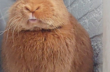 Mr. Floppie once again doing a big yawn