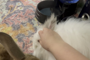 Selfish!! Stealing other buns pets