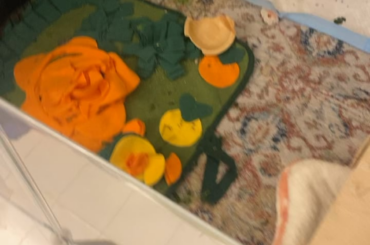 An update from miss Bug