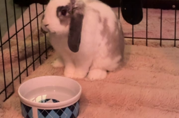 slight head swaying in new bunny, is this normal?