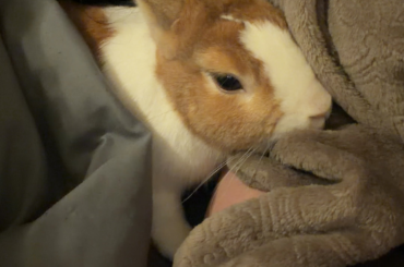 Am I just a lucky owner?