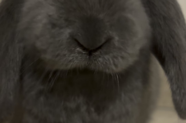 MEET MEGATRON DA BUN