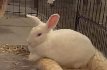 He’s fighting the zzz’s because he knows veggie time is soon