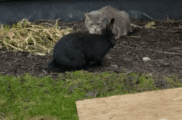A rabbit, a cat, and goose walk onto a farm...