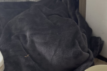 Another day, same dramatic bun