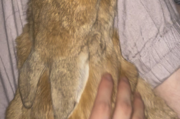 ANYONE just like to CHILL with their bun listening to midnight 🕛 murder stories?