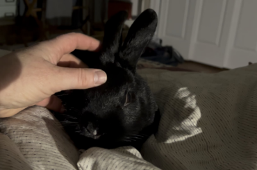 From fear-based aggression to snugglebun