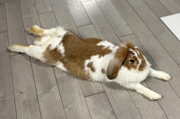 The great sphinx of bunnies