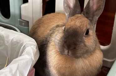 What type/ breed of rabbit is she?