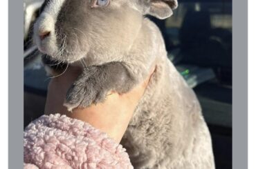 Are blue eyes in rabbit’s bad?