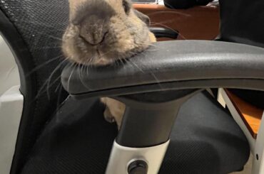 today I discovered that Micholas can jump and sit on my chair