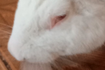 It's hot, Kookie loves licking ice cubes in the summer.