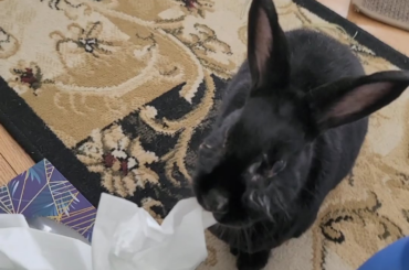 Deani is happy I'm home sick - opportunity to raid the tissue box!