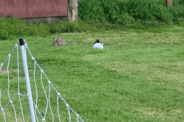 Sneakily spying on three different flavors of floof!