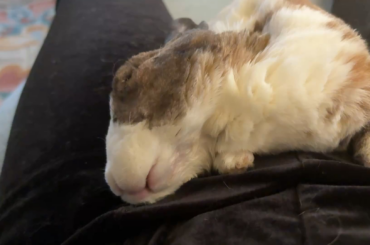 bunny fell asleep on my lap :)