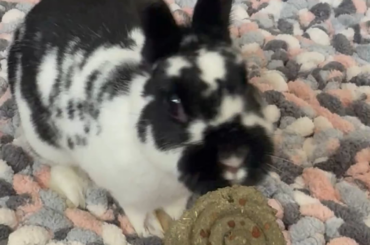 Enjoying her Oxbow Timothy Carrot Lollipop! 🍭