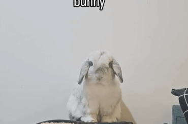 His Hare-esty, Judge, Jury, and Bun-isher