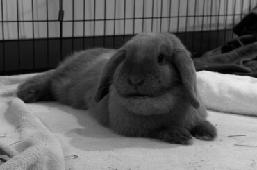 UPDATE 2 - Our beloved bunny passed away today at 11 months old - We’re heartbroken😭