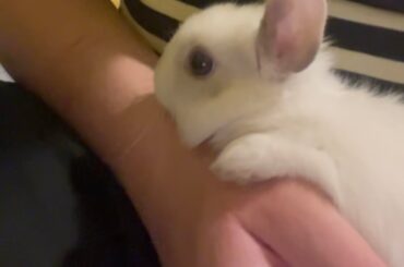 Is my girl a Netherland Dwarf?