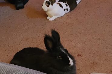 Seeking advice for bonding my two male bunnies!