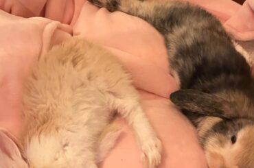 My little fur babies ❤️