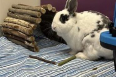 what breed of bunny do you think this is?