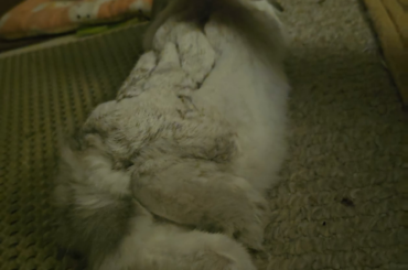 Olala Momo~ somebunny liking a little tail action 🔥