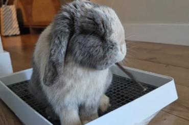 Just having a snack on the toilet