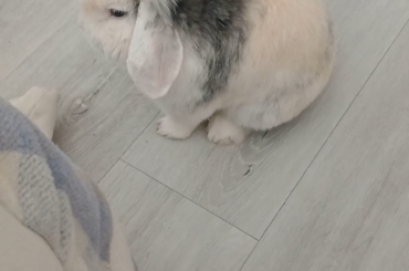 Mad little thumps 😡