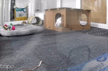 Bun-bun is just so cute!